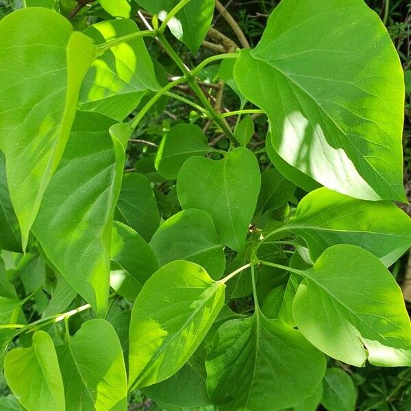 Syringa vulgaris Annet