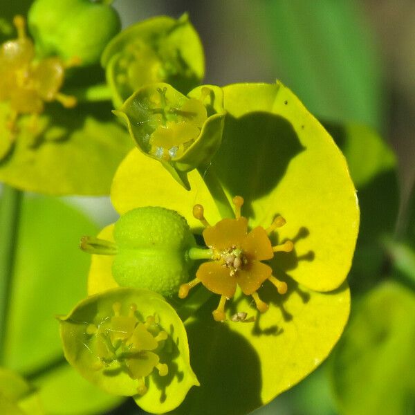 Euphorbia biumbellata Цветок