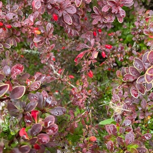 Berberis thunbergii पत्ता