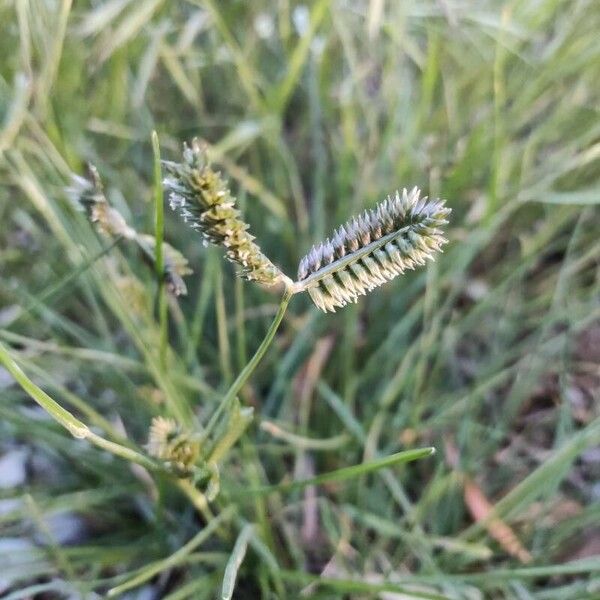 Eleusine tristachya Flower