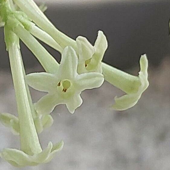 Cestrum nocturnum Flower