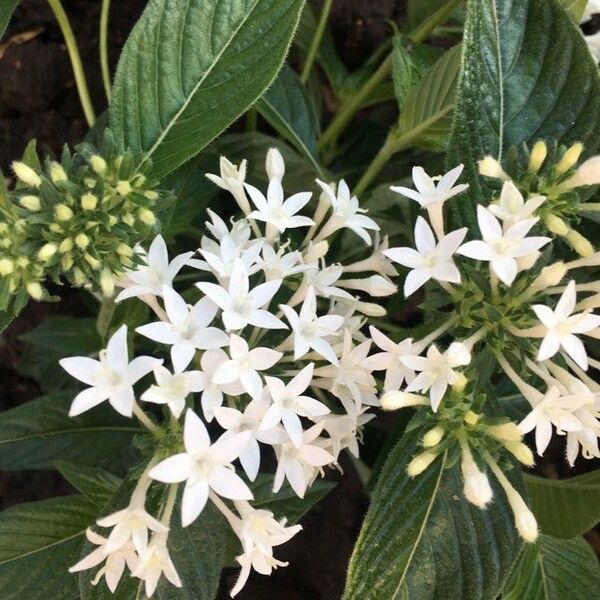 Cornus sericea Flower