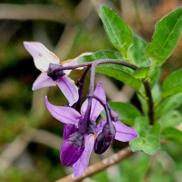 Solanum dulcamara Lorea