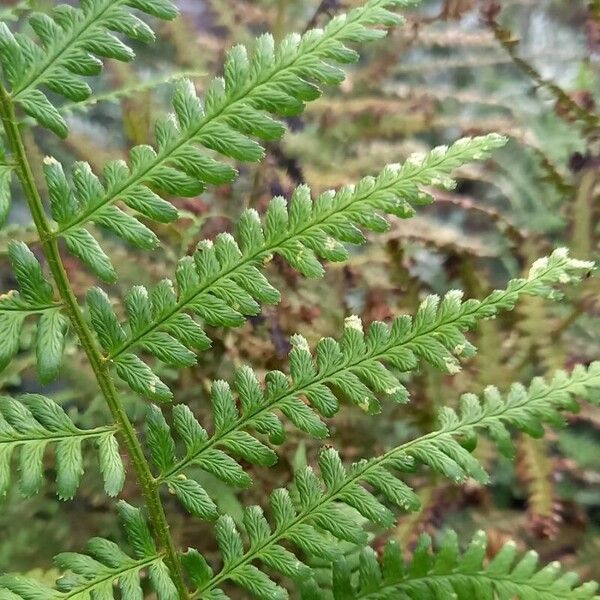 Dryopteris filix-mas Лист