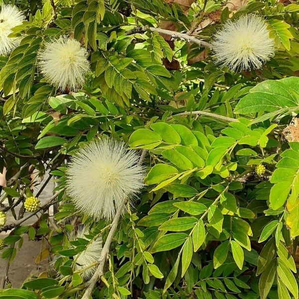 Calliandra haematocephala Flower