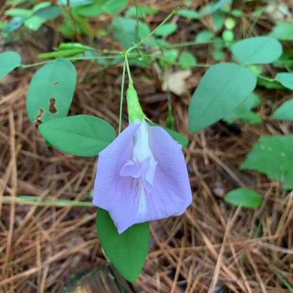 Clitoria mariana Çiçek