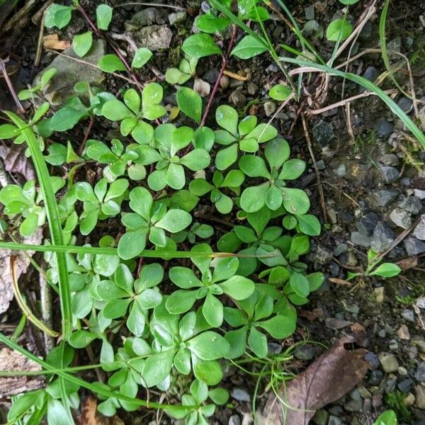 Sedum ternatum পাতা