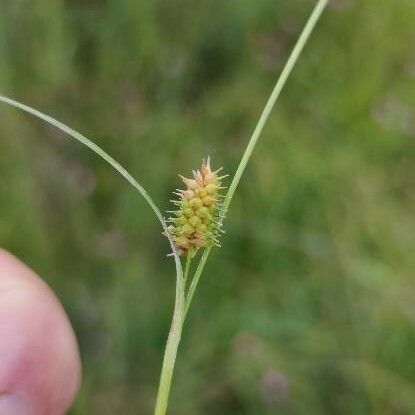 Carex oederi Flower