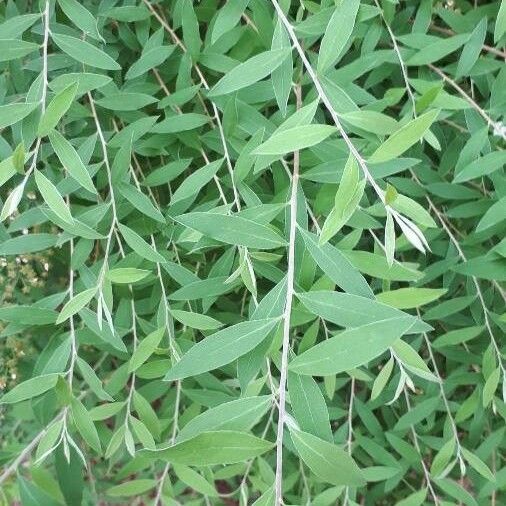 Buddleja alternifolia Folha