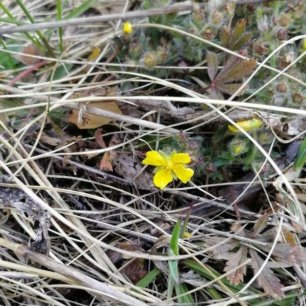 Potentilla pedata Цвят