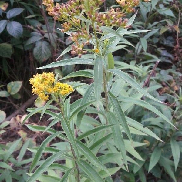 Euthamia graminifolia Flower