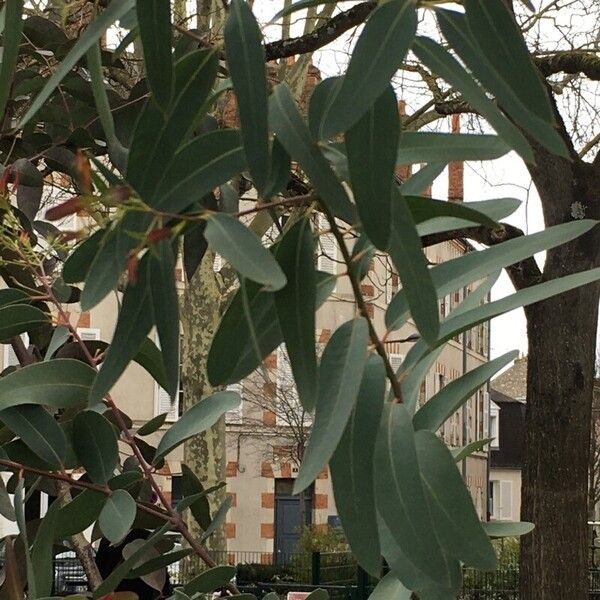 Eucalyptus globulus Feuille