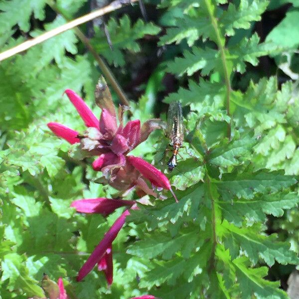 Pedicularis densiflora Fiore