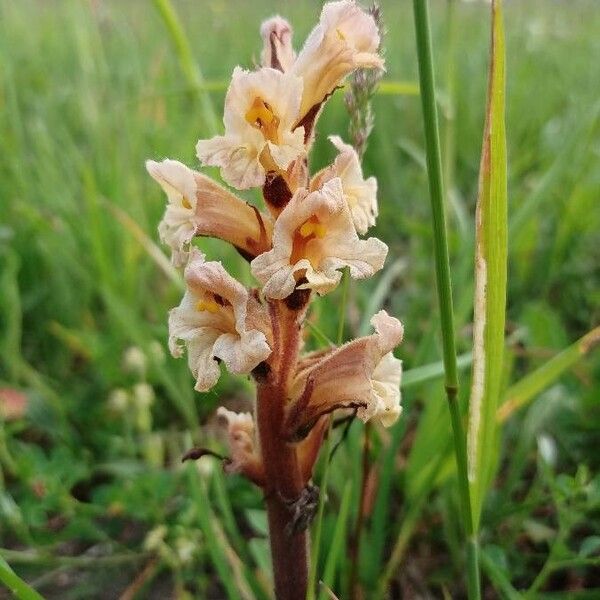 Orobanche lutea Blomma