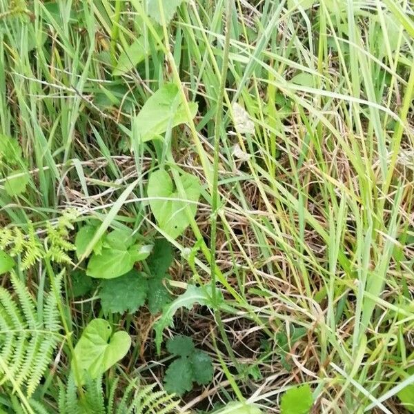 Cirsium dissectum Hábitos