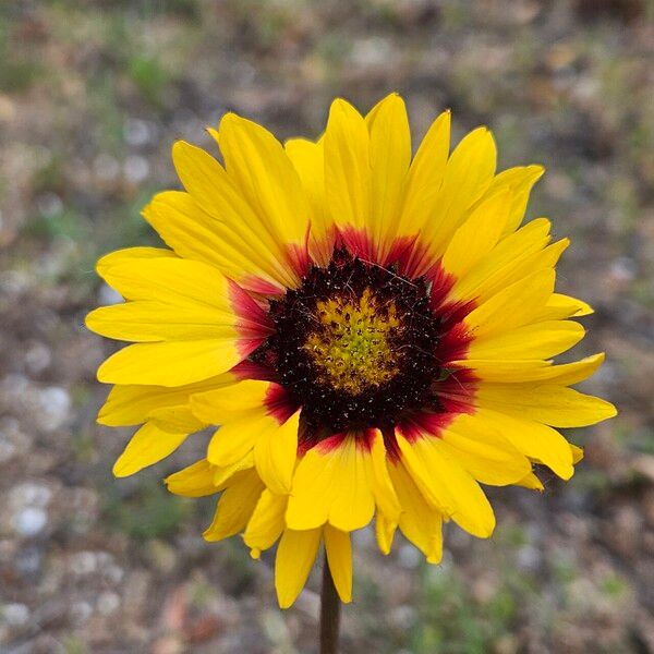 Gaillardia pinnatifida Floro