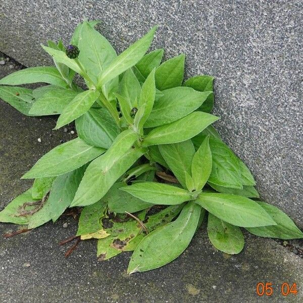 Centaurea montana Blad