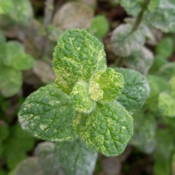 Mentha suaveolens Feuille