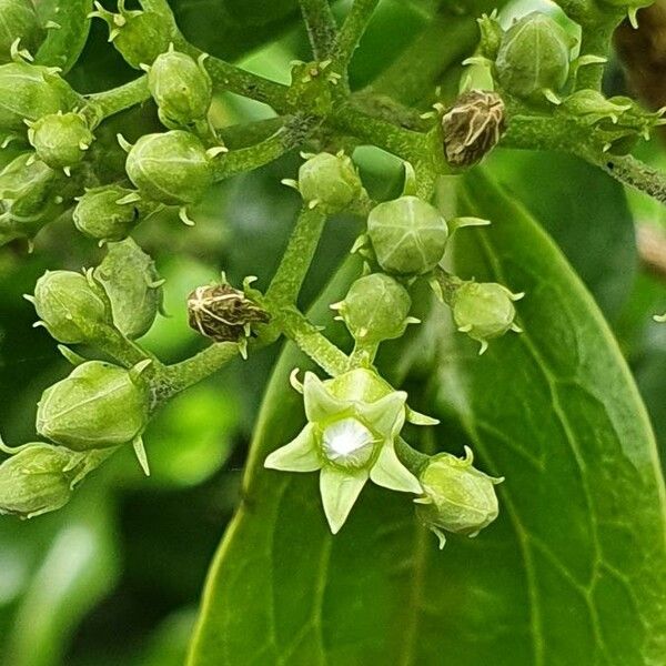 Strychnos spinosa Flower