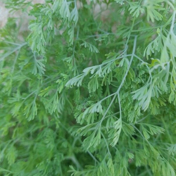 Fumaria parviflora Leaf