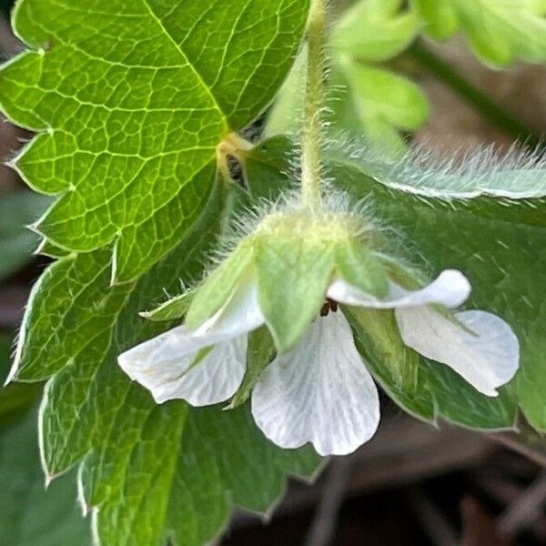 Potentilla sterilis ফুল