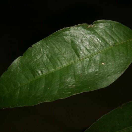 Eugenia gongylocarpa Foglia