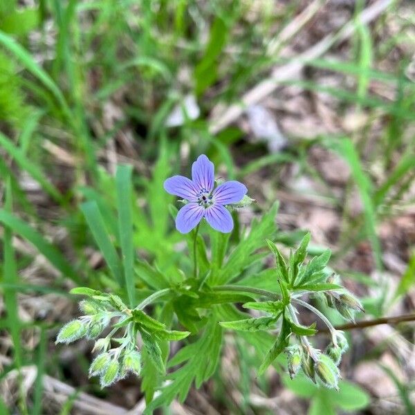 Geranium erianthum Flower