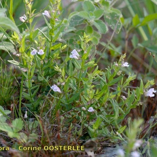 Scutellaria minor 整株植物