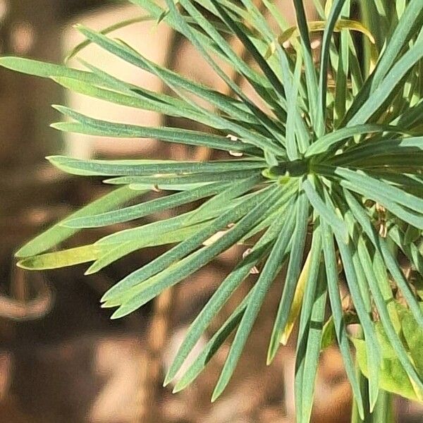 Linaria vulgaris Hoja