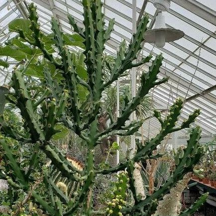 Euphorbia lactea Habit
