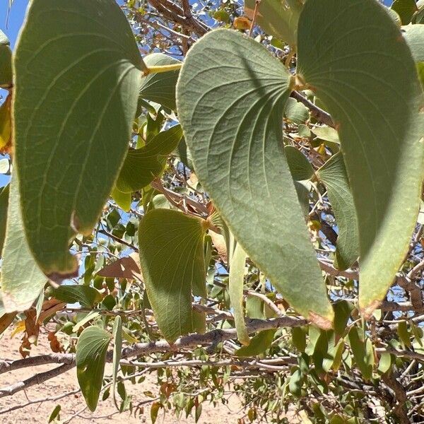 Colophospermum mopane Foglia