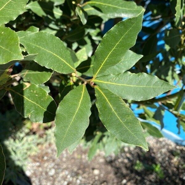 Laurus nobilis Лист