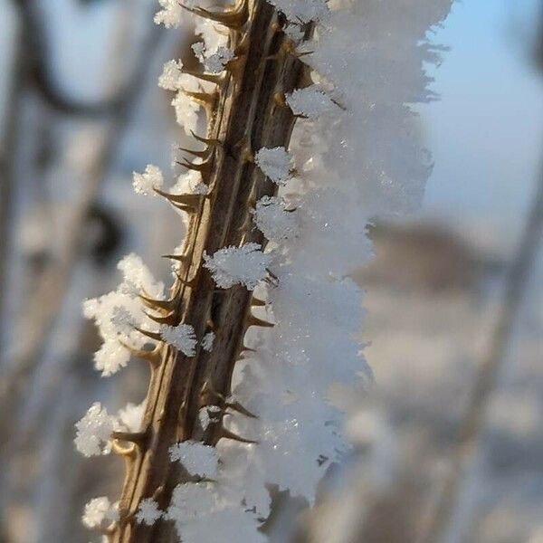 Dipsacus fullonum خشب