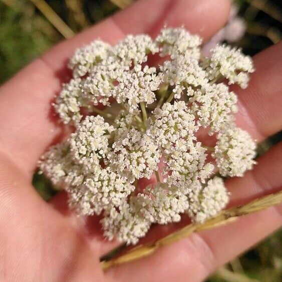 Seseli annuum Flower