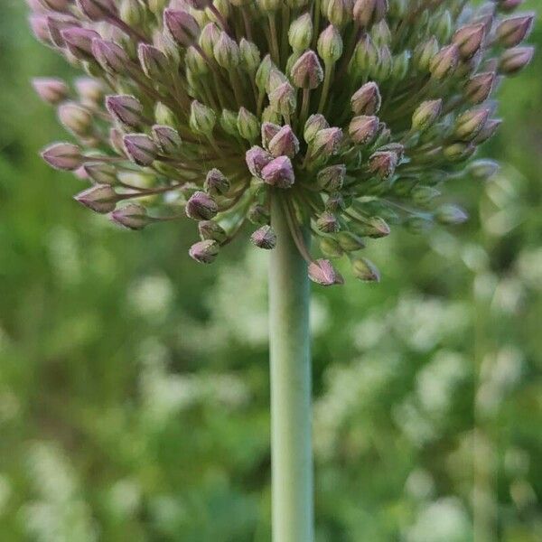 Allium polyanthum Blodyn
