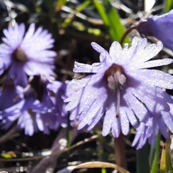 Soldanella alpina Fiore