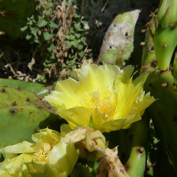 Opuntia humifusa Çiçek