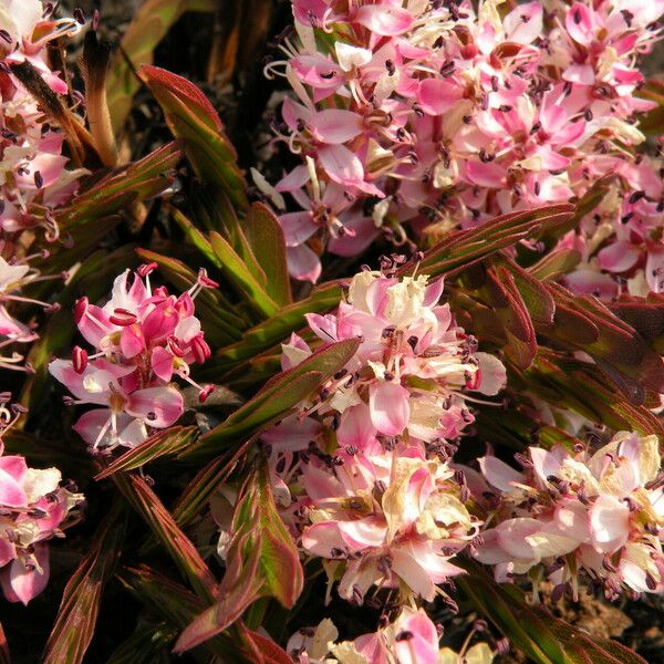 Cryptosepalum maraviense Blomma