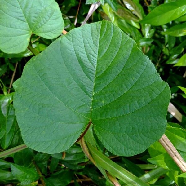 Operculina turpethum Leaf