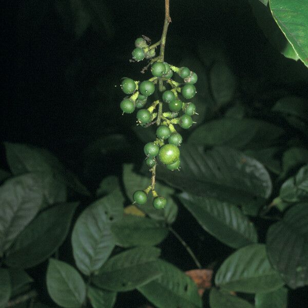 Banara guianensis Fruit