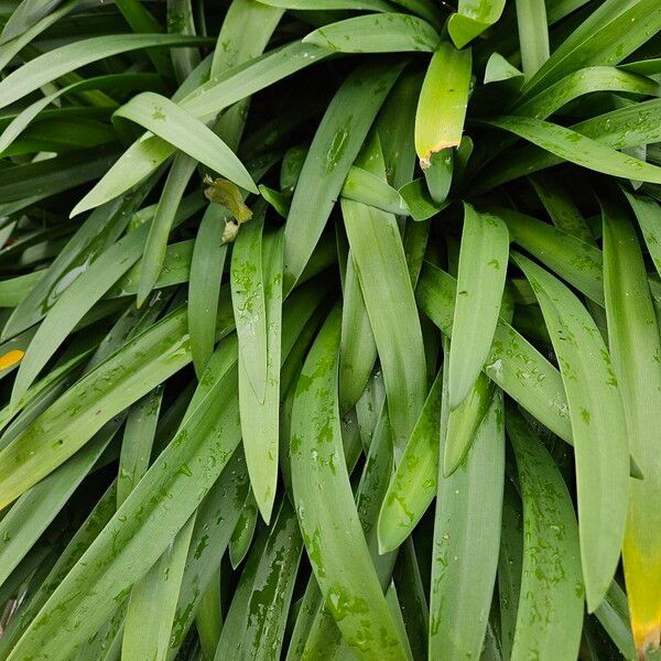 Agapanthus africanus Leaf