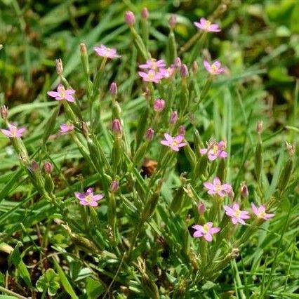 Centaurium pulchellum 整株植物