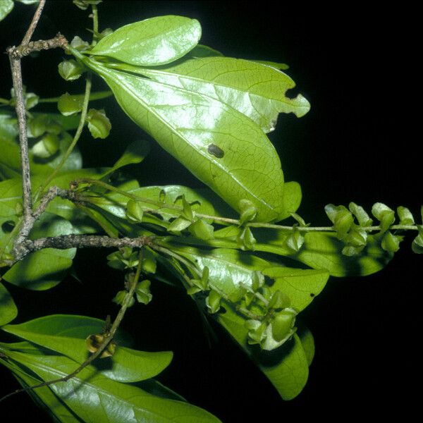 Terminalia amazonia Hoja