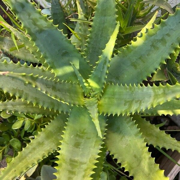 Aloe elgonica Lapas