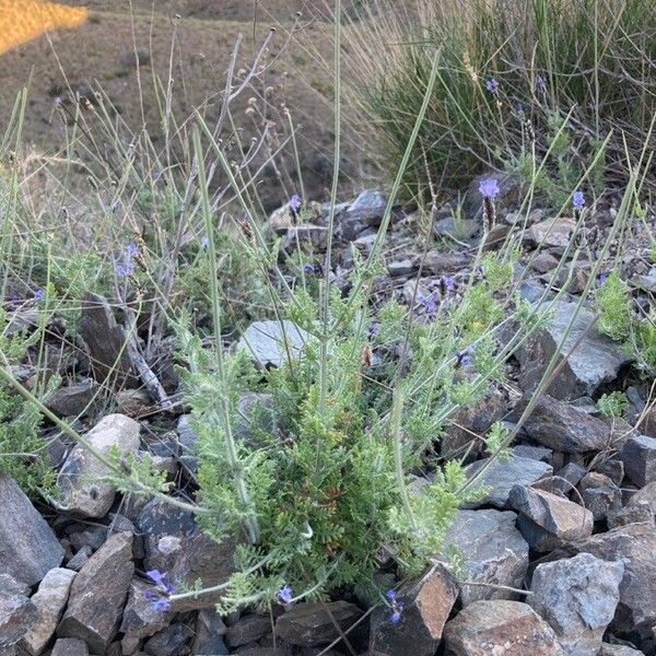 Lavandula multifida Vivejo