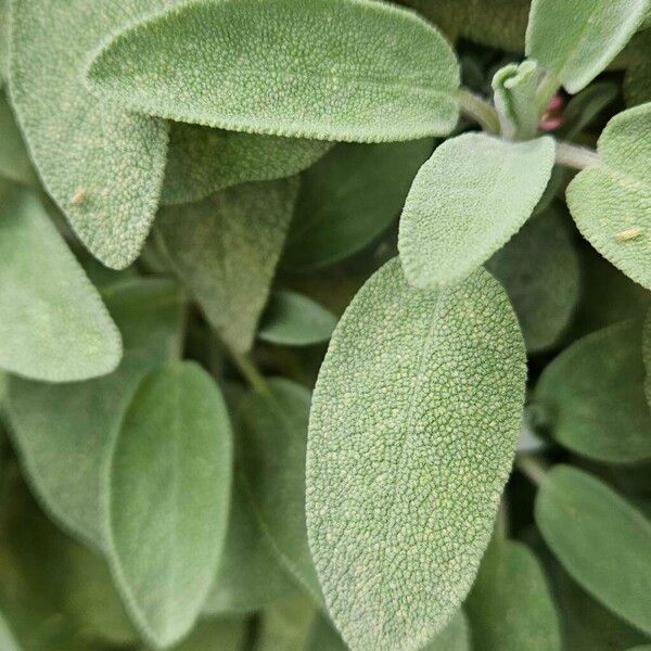 Salvia officinalis Blad