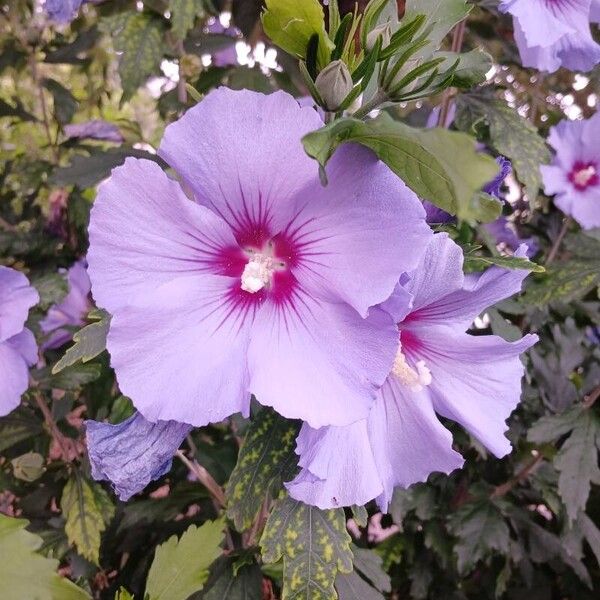 Hibiscus syriacus Cvet