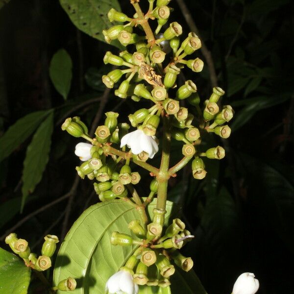 Adelobotrys adscendens Flower