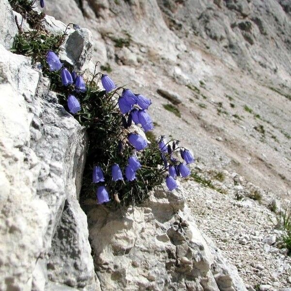 Campanula cochleariifolia Õis