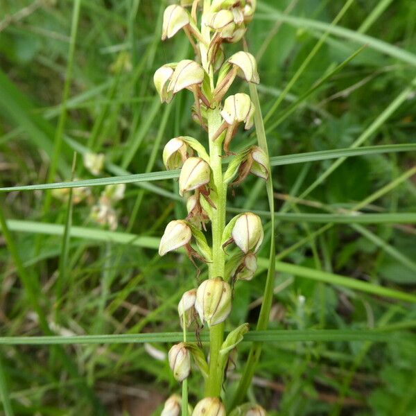 Orchis anthropophora Blomma